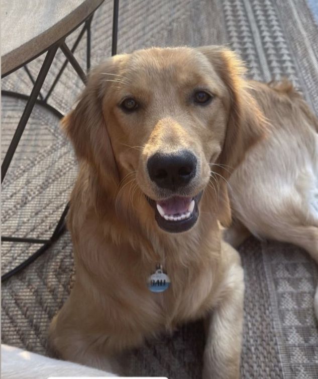 Bali, a light golden, smiling on a patio