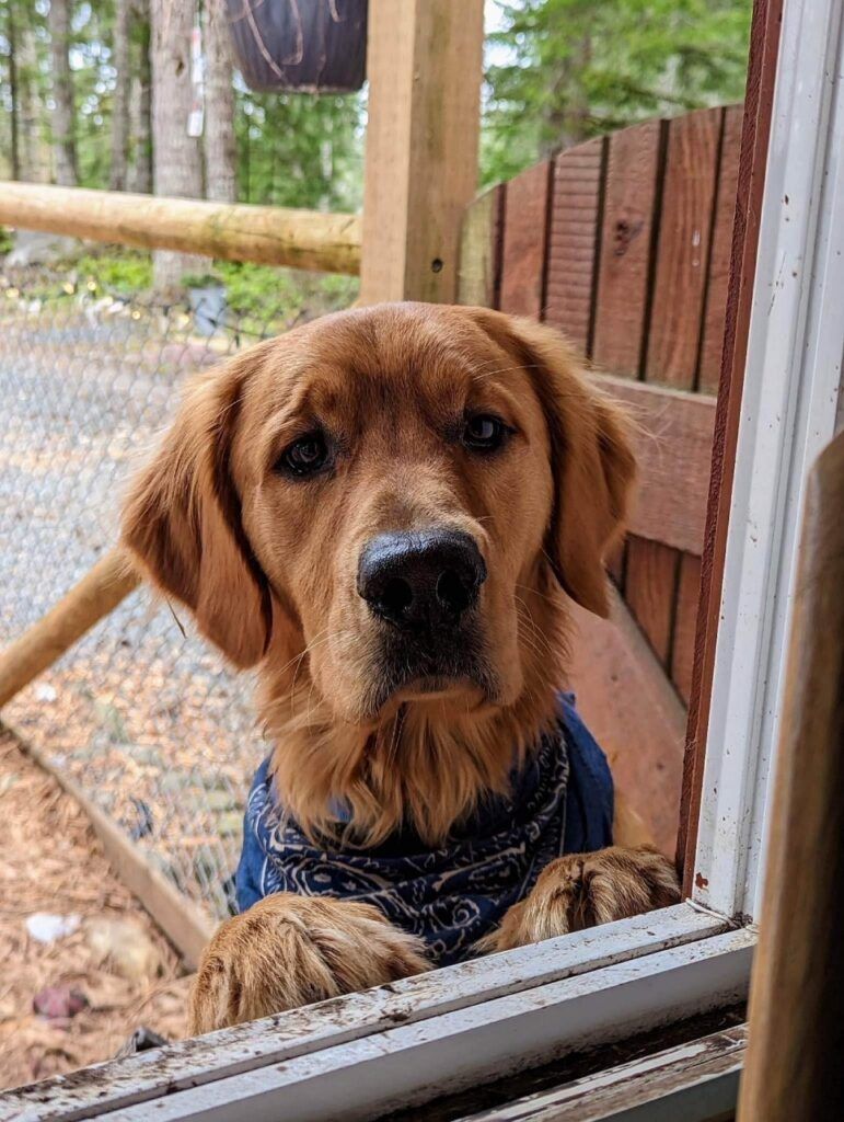 Binx, a red golden, at an open door wearing a navy bandana