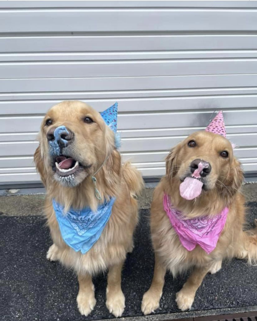 Two goldens in party hats and birthday bandanas