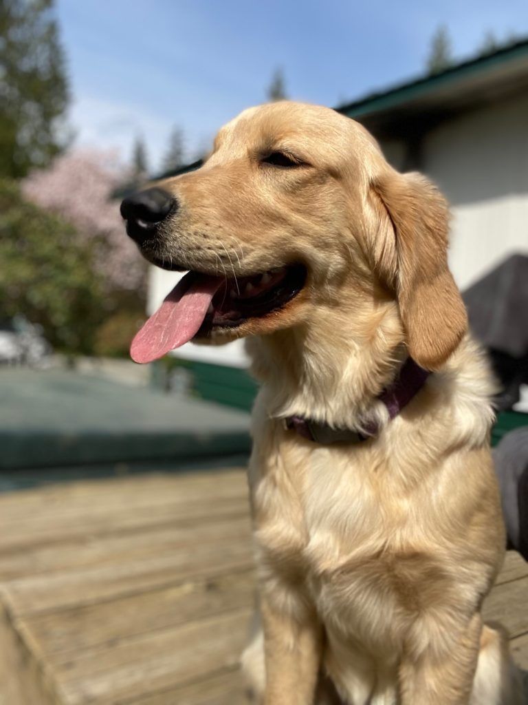 Cashew, a golden, sitting on a deck with her mouth open in a happy pant