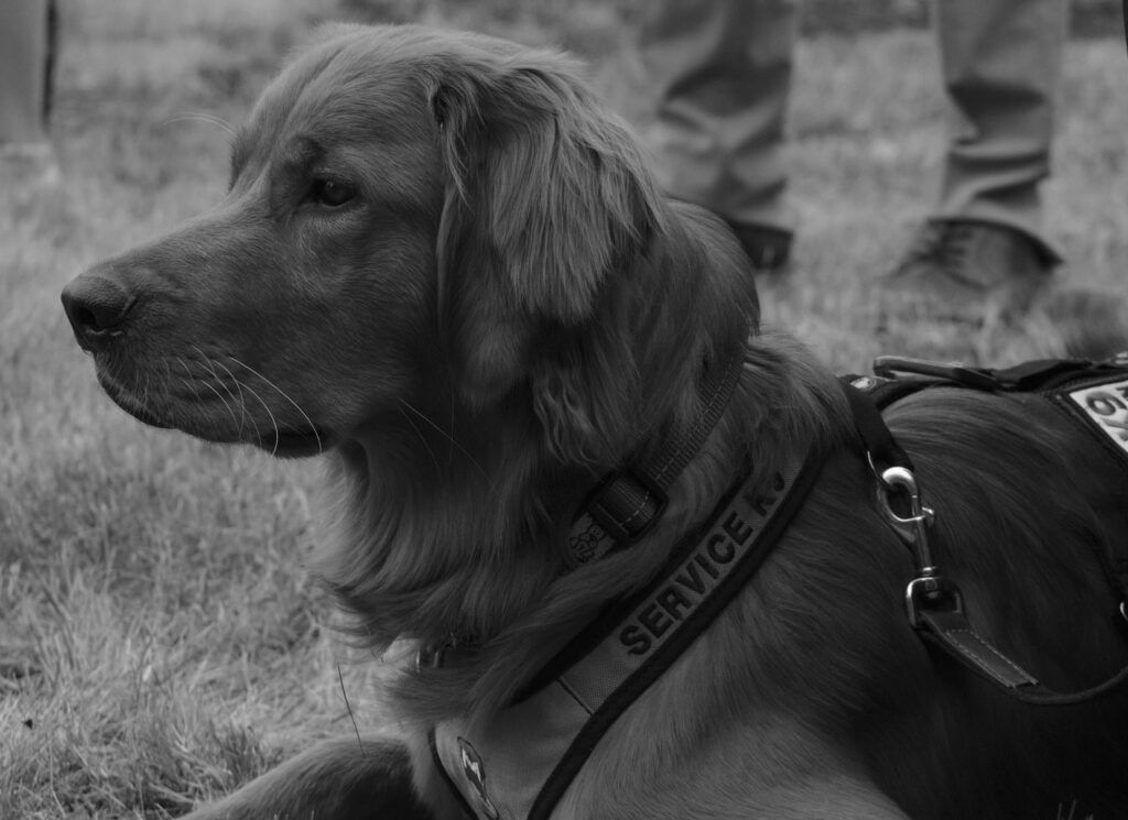 Black and white photo of Ci, a golden, wearing his working harness