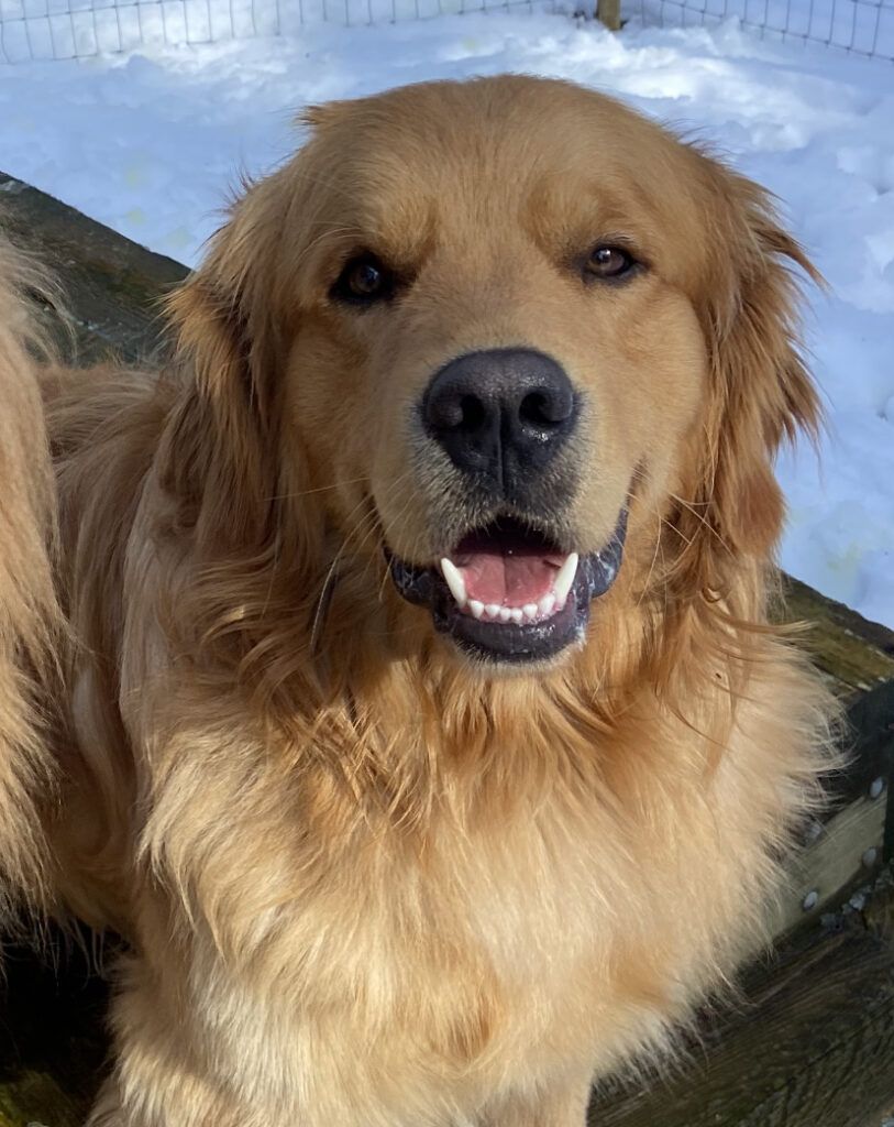 Cooper, a golden, smiling close up outdoors