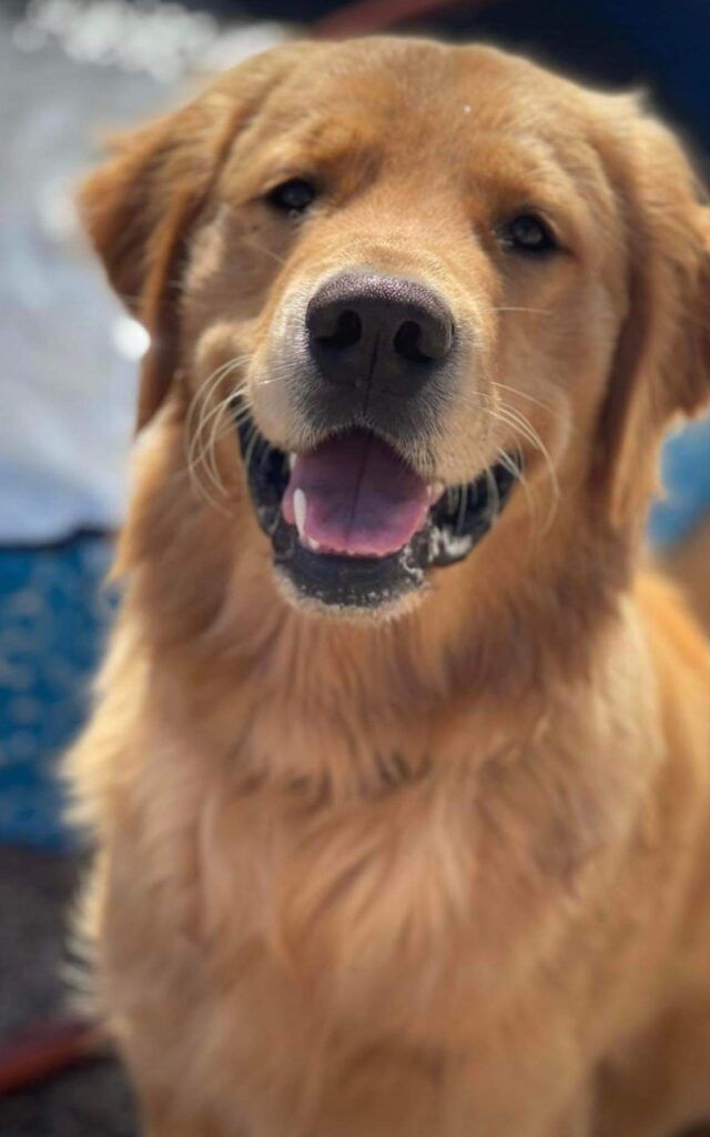 DJ, a golden, smiling straight at the camera
