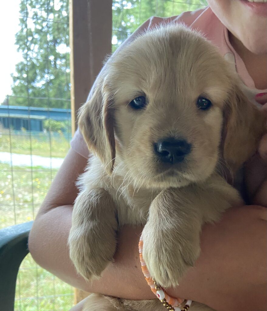 Gillie as a young puppy, held in someone's arms with her paws over their sleeve