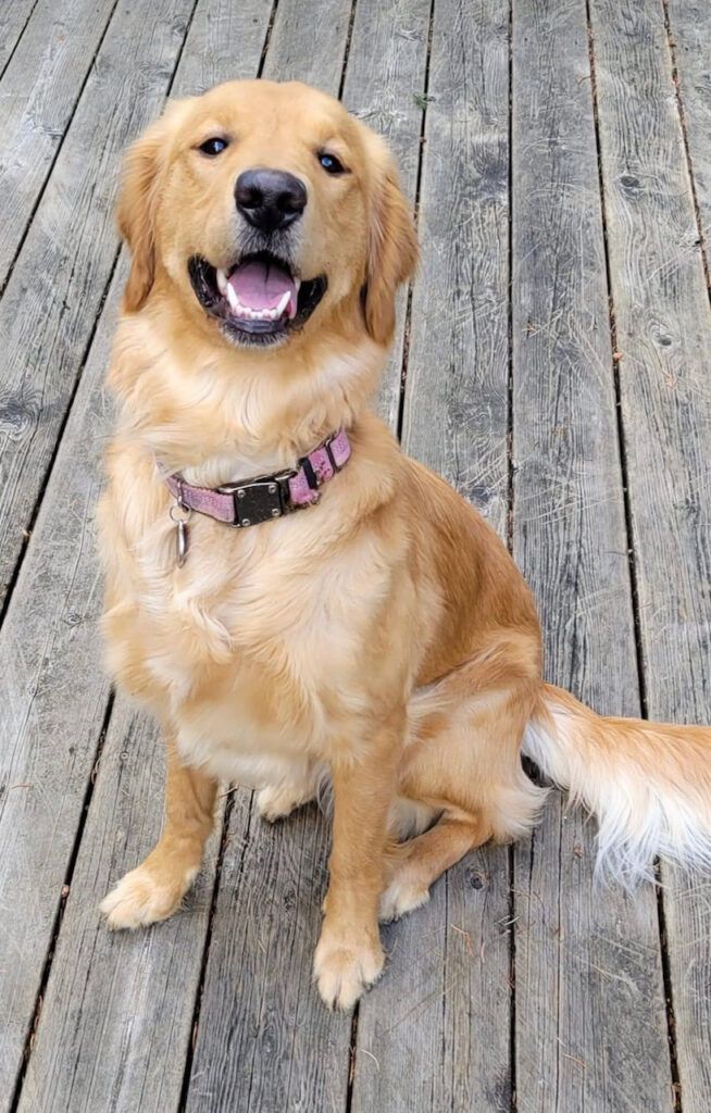 Honey, a golden, sitting on a wooden deck wearing a pink collar