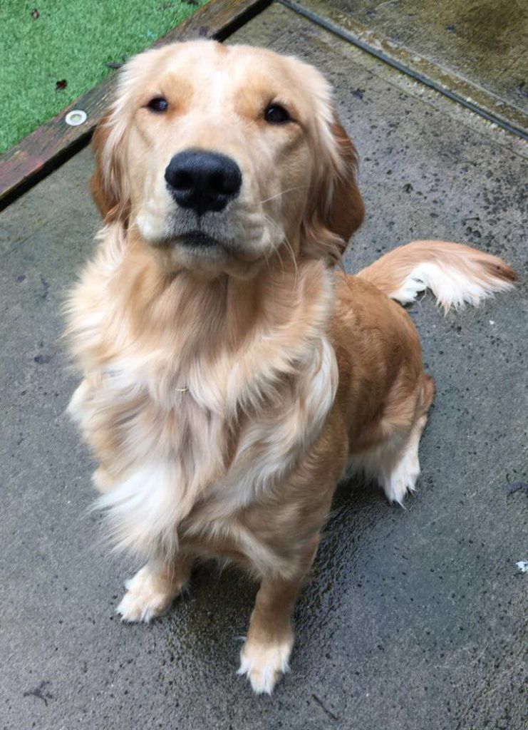 Lola, our first mama, sitting in the garden