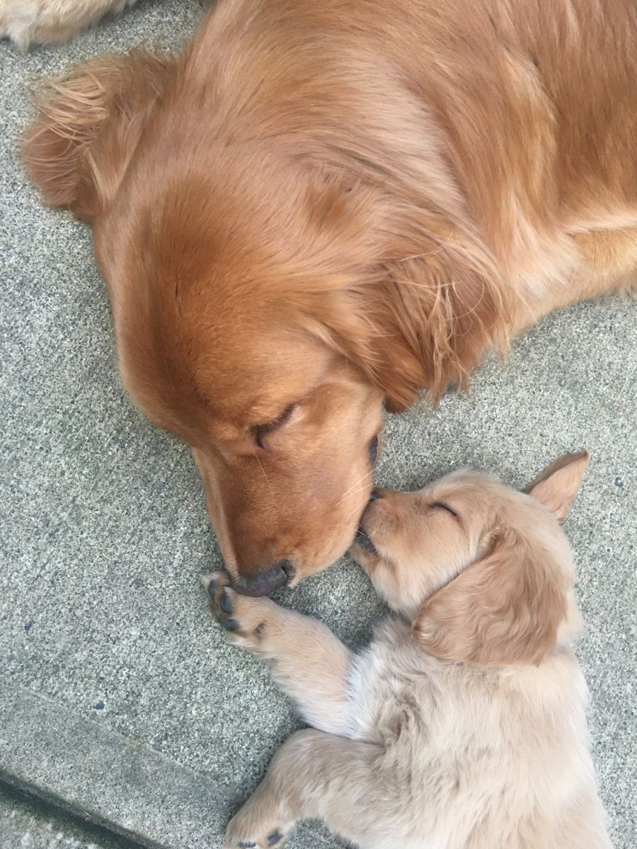 A grown Golden Retriever nose to nose with a tiny sleeping puppy