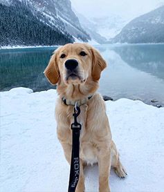 Bugg on a leash in the snow beside a turquoise mountain lake