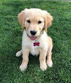 Charlie as a pale golden puppy sitting on the grass