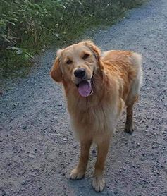 Ferris trotting along a gravel trail