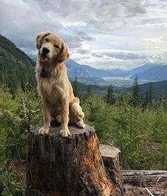 Finn, grown up, sitting on a tree stump with mountains behind him