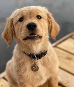 Goose smiling on a deck with a tag on his collar