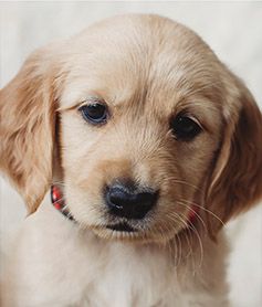 Maggie as a puppy, a soft close-up of her face