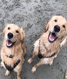 Marley and Bentley, two grown goldens, sitting on sand looking up at the camera
