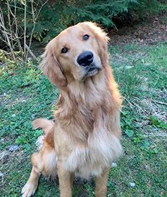 Timber in a garden with his head tilted