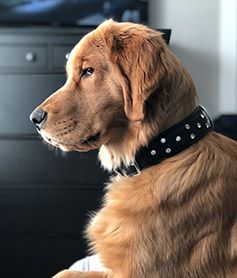Whiskey, a deep red golden, in profile wearing a studded collar