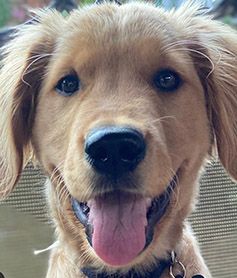 Wrigley close up, tongue out, looking into the camera
