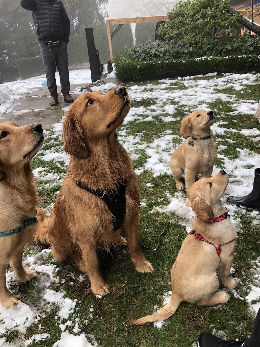A group of goldens sitting together in the snow