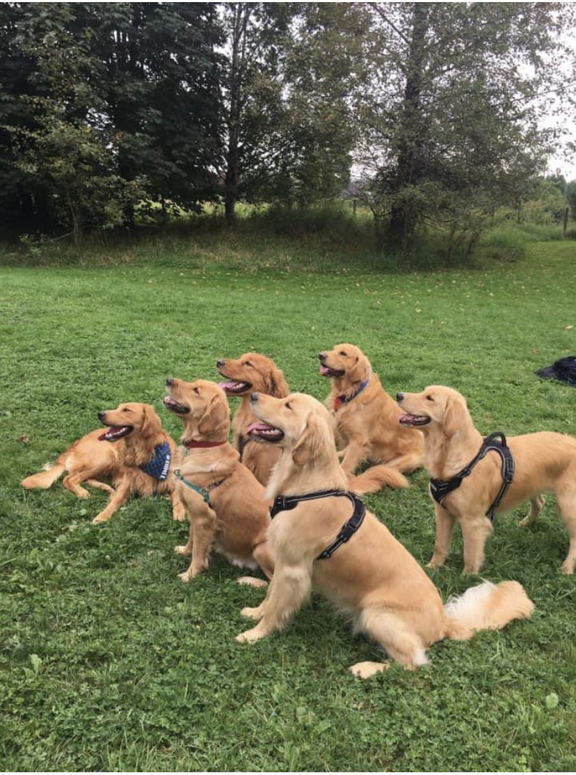 Five goldens sitting in a row on a big green lawn