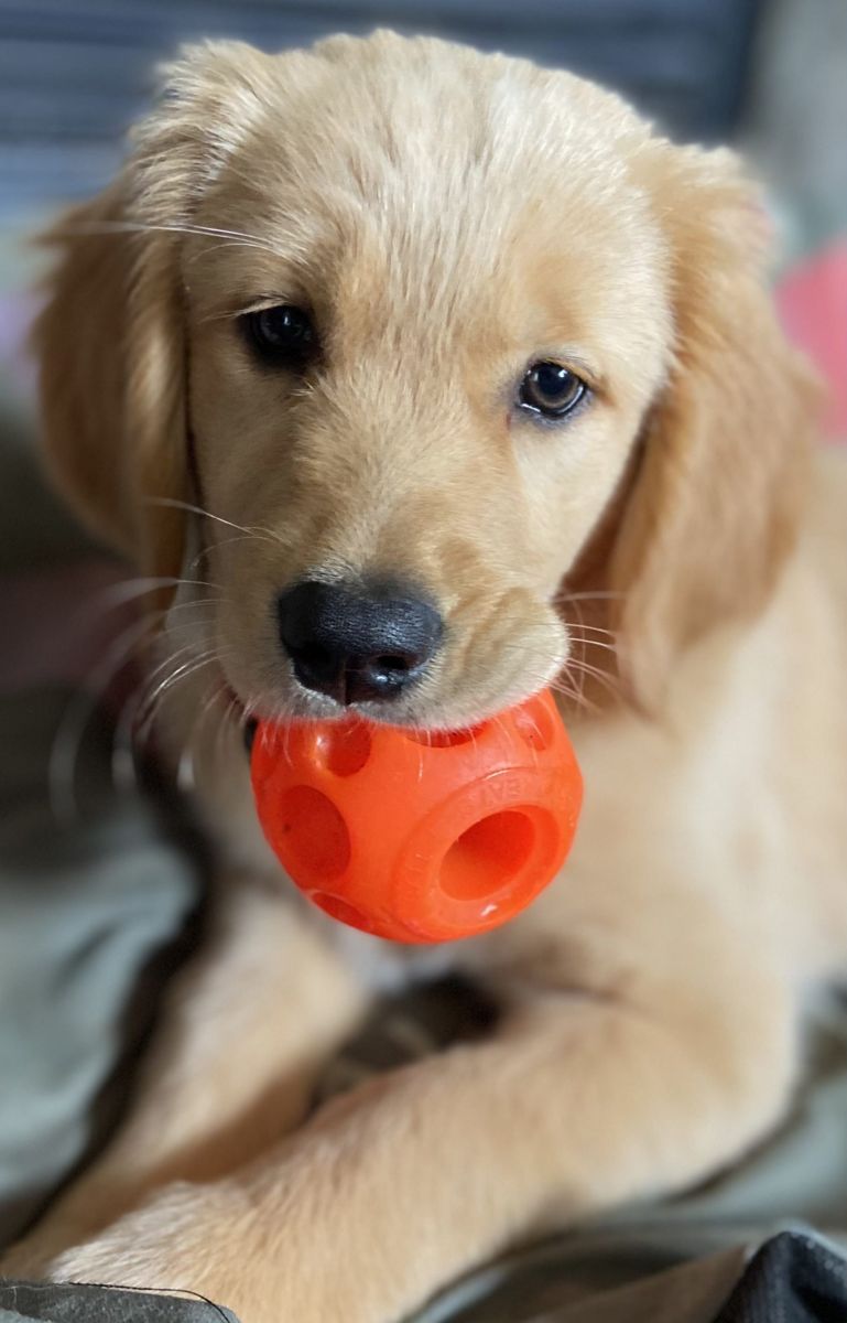 A golden puppy holding an orange ball in its mouth