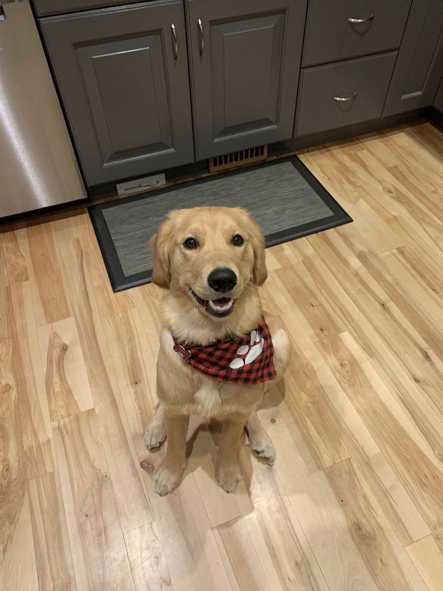A golden puppy in a red bandana sitting on a kitchen floor