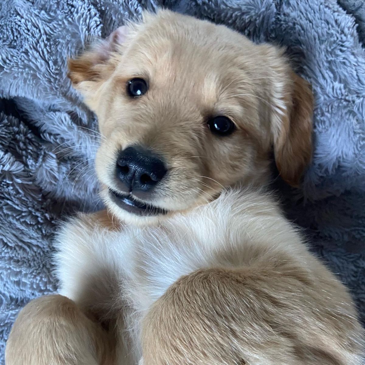 Puppy rolling on a grey blanket