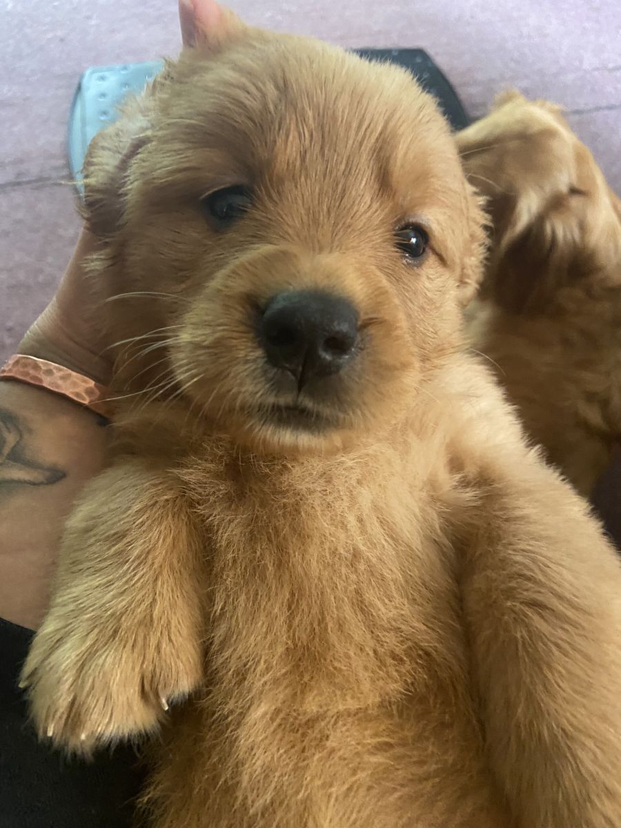 Close-up of a fluffy golden puppy looking into the camera