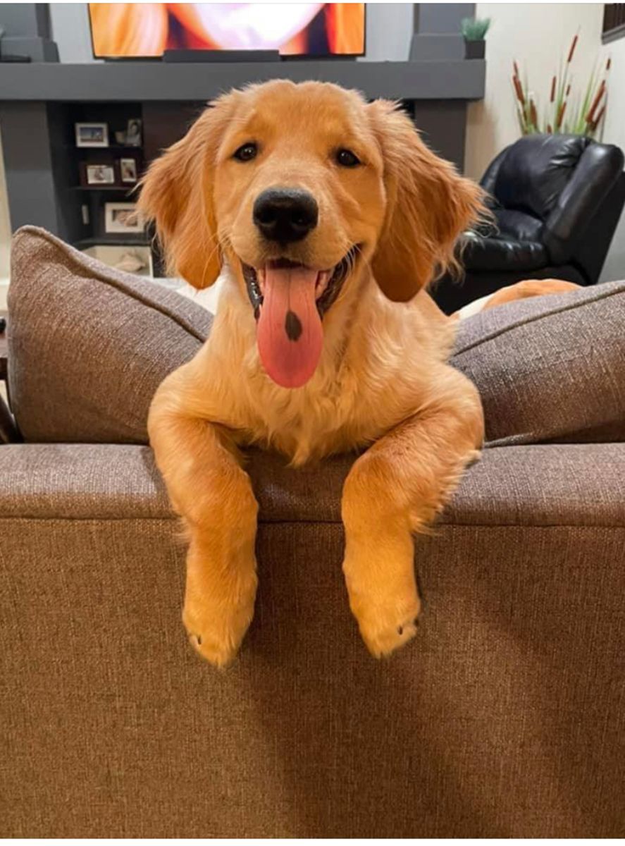 Puppy with tongue out peeking over a couch