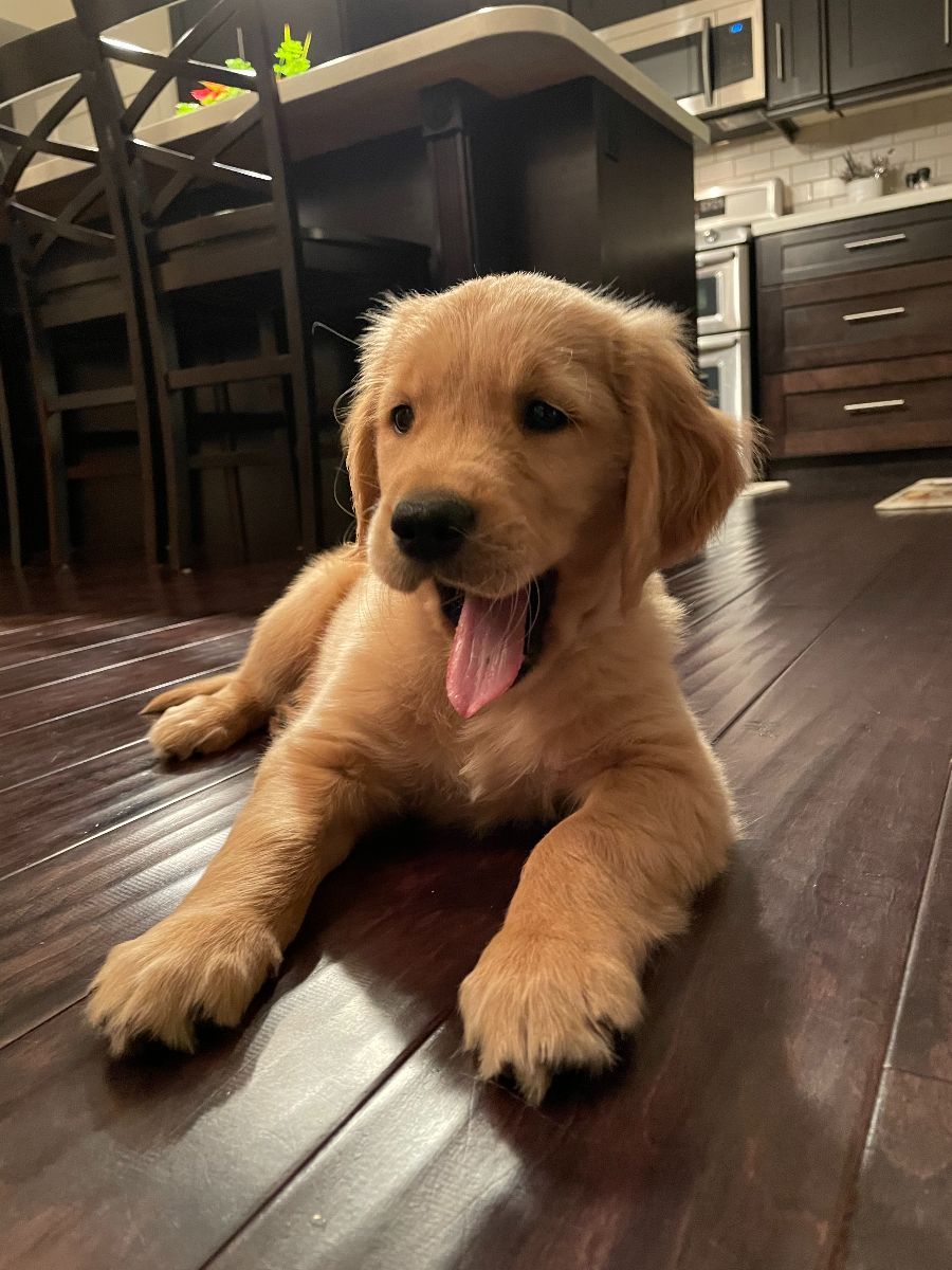 Puppy lying on the kitchen floor, tongue out