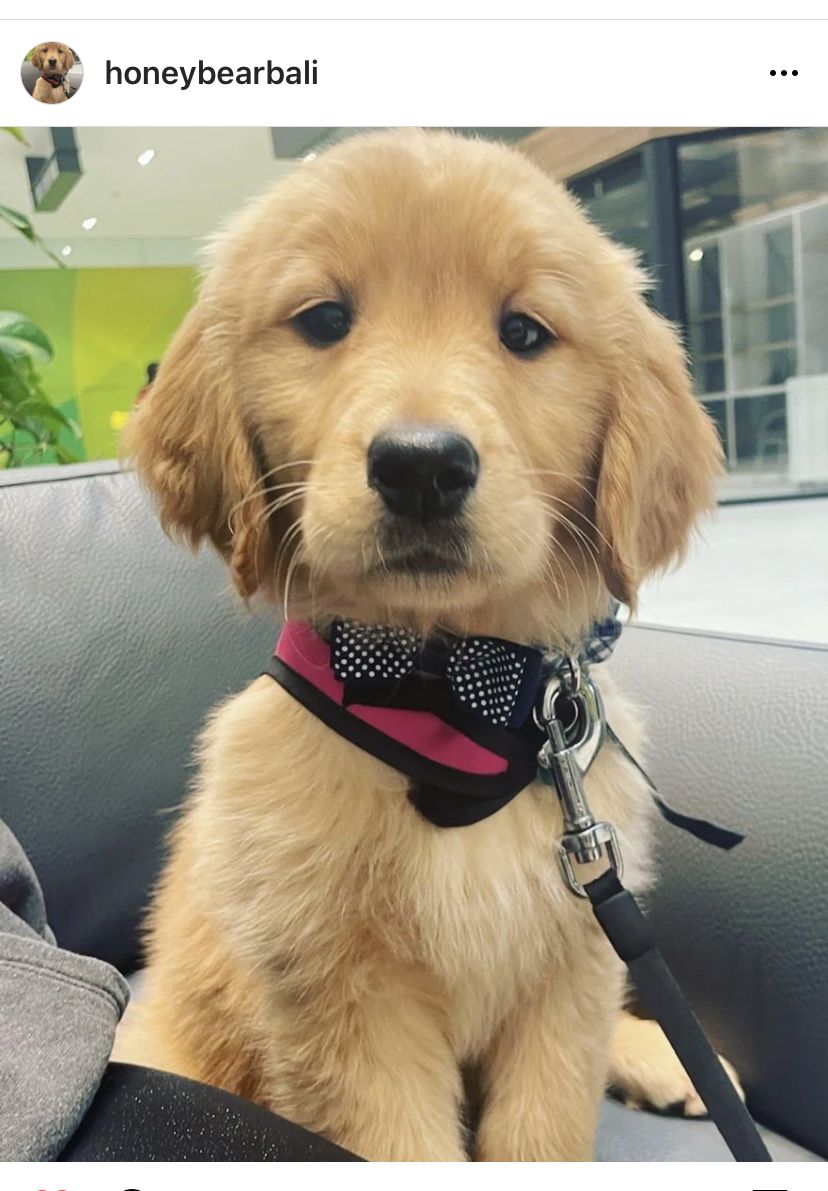 A golden puppy in a pink harness looking up at the camera