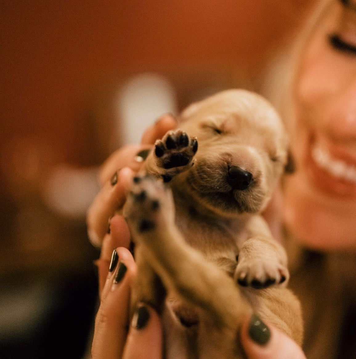 A puppy raising its paw to a smiling woman in warm light
