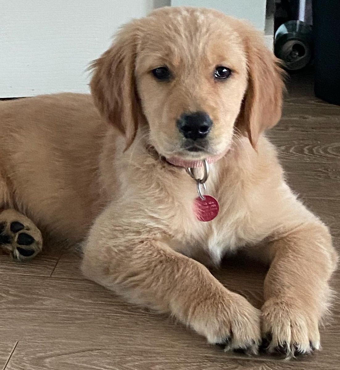 Puppy lying on a wood floor with a pink tag