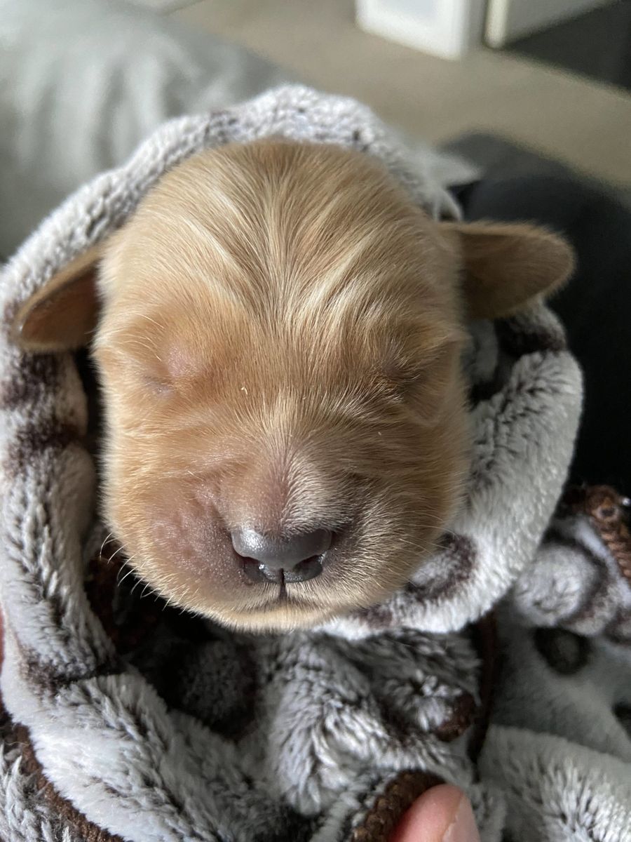 Newborn puppy wrapped in a fluffy blanket