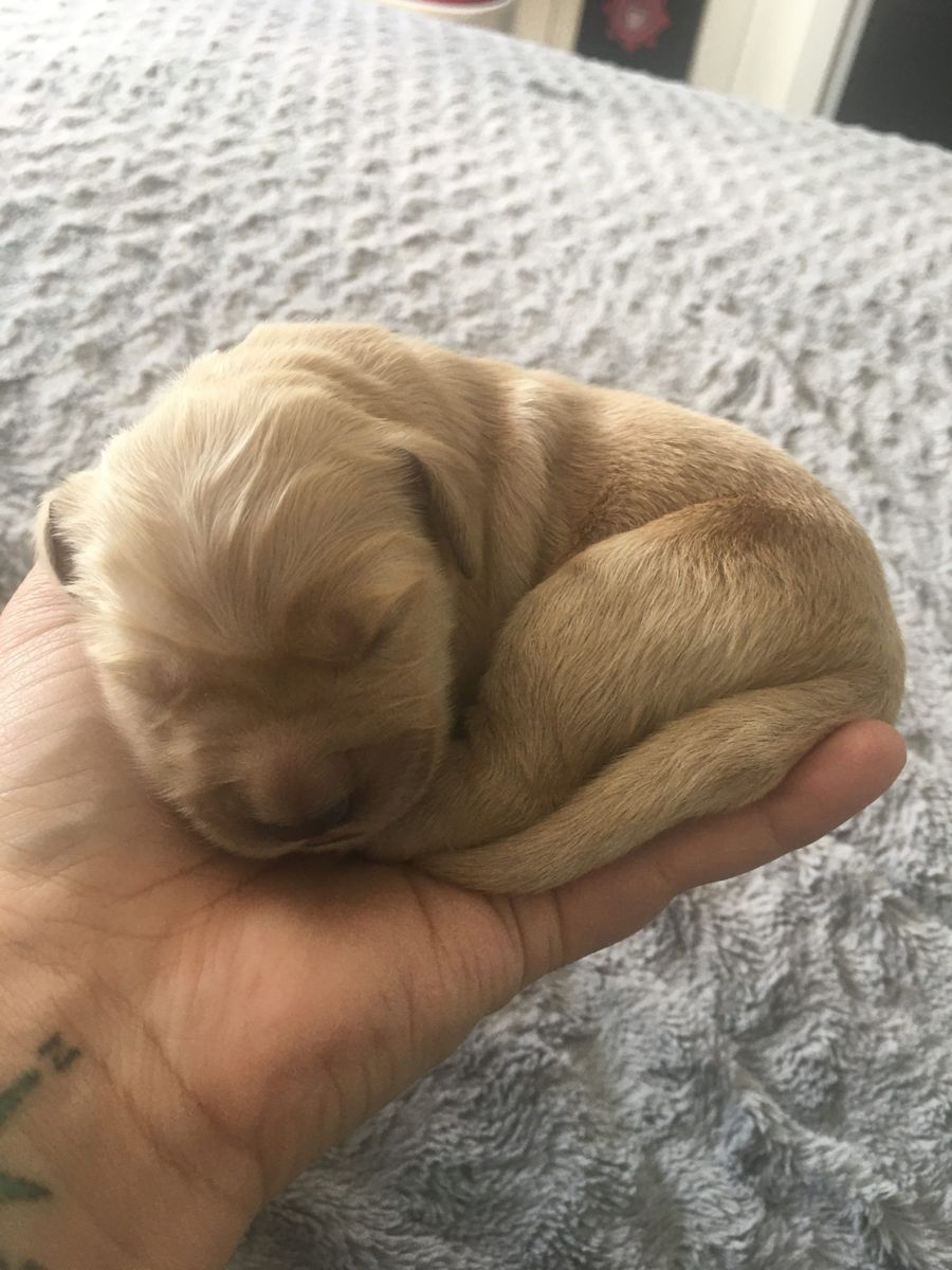 Newborn puppy curled up in a hand