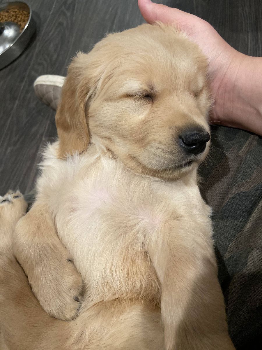 Sleepy puppy with its eyes closed