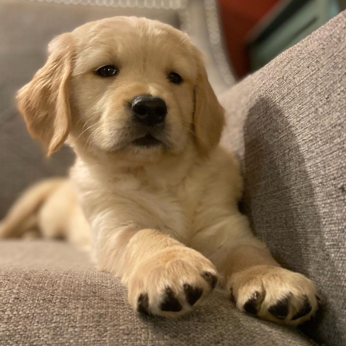 Puppy resting its chin on a sofa cushion