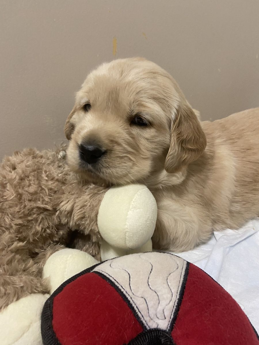 Puppy cuddled up with a plush toy