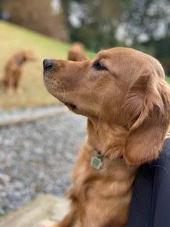 Senna, a deep red Golden Retriever, in profile outdoors