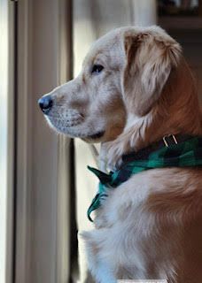Tenner, a golden, gazing out a window in a green collar