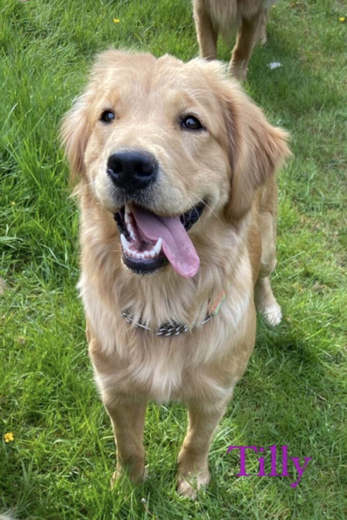 Tilly, a light golden, standing on grass with her tongue out
