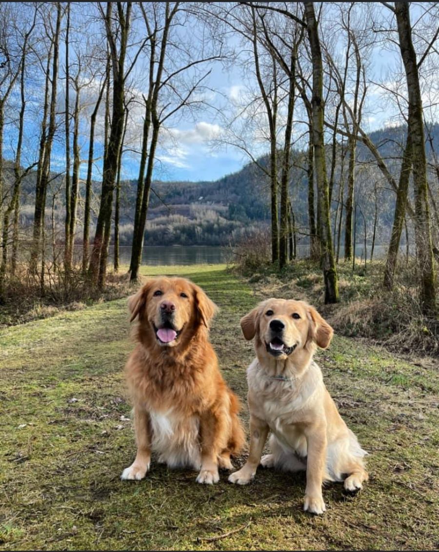 Two goldens sitting side by side on a forest trail