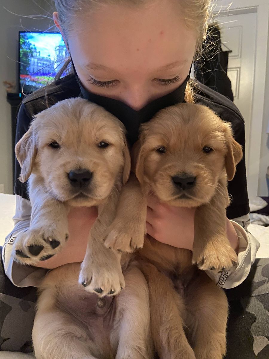 Two seven-week golden puppies held up to the camera