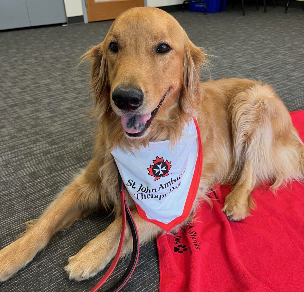 Wilson lying on a rug wearing his St John Ambulance therapy dog bandana